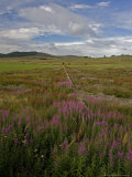 Rosebay Willowherb  En Masse in Fields Near Glenshee  UK