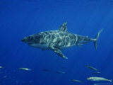 Great White Shark  Guadalupe Island  Mexico