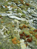 High Altitude Plants  Everest Region  Nepal