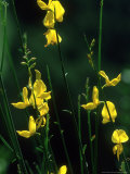 Spanish Broom  Spartium Junceum