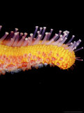 Seastar  Arm Tip  South Australia