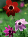 Anemone Coronaria and Anemone Pavonia  Lake Bafa  Western Turkey