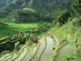 Terraced Rice Paddies with Crops  Indonesia