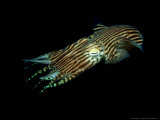 Pin-Stripe Squid  Edithburgh  Australia