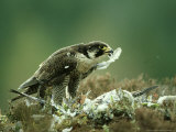 Peregrine Falcon  Adult Plucking Pigeon  Scotland