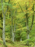 Beech Woodland in Autumn  Strathspey  UK