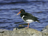 Oystercatcher  Adult Standing on Rock  Scotland