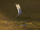 Arctic Tern  Adult in Flight in Late Evening Light Over Breeding Colony  Iceland