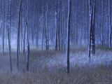 Dead Pines and Reeds in Mist  Firehole Lake Drive  Wyoming  USA