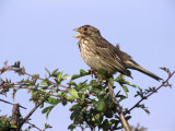 Corn Bunting  Singing from Hawthorn Hedge  UK