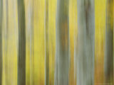 Common Beech  Impression of Woodlands  Scotland