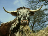 Longhorn Cattle  UK