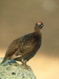 Red Grouse  Lagopus Lagopus Scoticus Adult Male Perched on Rock Grampian  Scotland