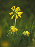 Cowslip in Evening Light  Cambridgeshire  UK