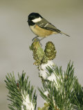 Coal Tit  Perched on Scots Pine in Winter  Scotland
