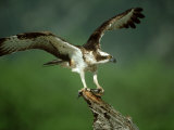 Osprey  Pandion Haliaetus Male on Branch with Fish Scotland  UK