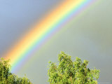 Rainbow Over Trees  Cairngorms National Park  June  Scotland