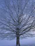 Beech Tree in Winter  Hoar Frost on Branches  Derbyshire  UK