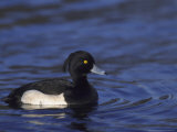 Tufted Duckaythya Fuliguladrake on Wateruk