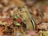 Eastern Chipmunk  Amongst Autumn Leaves  USA