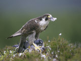 Peregrine Falcon  Plucking Pigeon  Scotland
