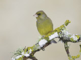 Greenfinch  Adult Male Perching  Scotland