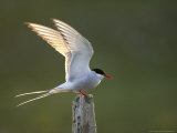 Arctic Tern  Adult Alighting on Post in Evening Light  Iceland