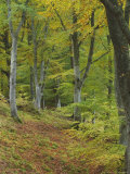 Beech Woodland in Autumn  Scotland