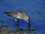 Dunlin