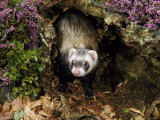 Polecatmustela Putoriusemerging from Hollow Logcaptive