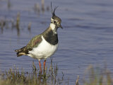 Lapwing  Adult in Breeding Plumage  Scotland