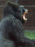 Lowland Gorilla Male Yawning  Showing Teeth