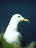 Kittiwake  Rissa Tridactyla Close-up Portrait of Adult in Ner Hebrides  Scotland