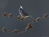 Crested Tit  Adult Backlit  Scotland