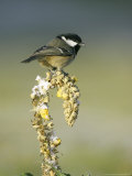 Coal Tit  Perched on Mullein in Winter  Scotland