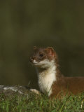 Stoatmustela Ermineaclose-Up Portraituk