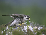 Peregrine Falcon  Plucking Pigeon  Scotland