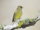 Greenfinch  Adult Male Perching  Scotland
