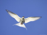 Arctic Tern  Adult in Flight  Iceland
