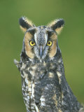 Long-Eared Owl  Asio Otus  Close-up Portrait  USA