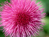 Melancholy Thistle  Cirsium Heleniodes Close-up of Flower Highlands  Scotland