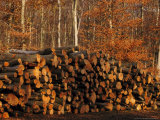 Felled Beech Trunks