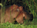 Hippopotamus  Feeding  Kenya