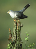 Cuckoo  Cuculus Canorus Male Perched on Post Derbyshire  UK