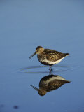 Dunlin