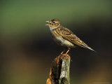 Skylark