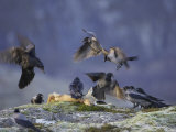 Hooded Crows  and Ravens  Feeding  Norway