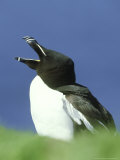 Razorbill  Alca Torda Calling  Scotland