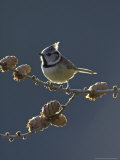 Crested Tit  Adult Backlit  Scotland