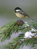 Coal Tit  Perched on Pine Branch in Winter  UK